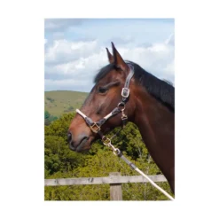 Cameo Anatomic Leather Headcollar Natural -Equestrian Related P ANA LEA HEAD COL c230 14