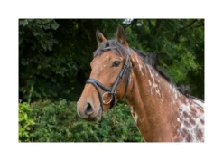EcoRider Ecosoft Acclaim Bridle - Brown -Equestrian Related P ECO ACC BRI ECO602 07