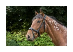 EcoRider Ecosoft Enigma Bridle - Brown -Equestrian Related P ECO ENI BRI ECO601 08