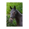 EcoRider Ecosoft Finesse Bridle - Black 1 EcoRider Ecosoft Finesse Bridle - Black -Equestrian Related P ECO FIN BRI ECO603 01