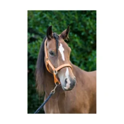 Cameo Fieldsafe Headcollar - Orange-Reflective