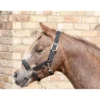Cameo Fieldsafe Headcollar - Black-Reflective -Equestrian Related P FIE SAF HEAD COL C567 02