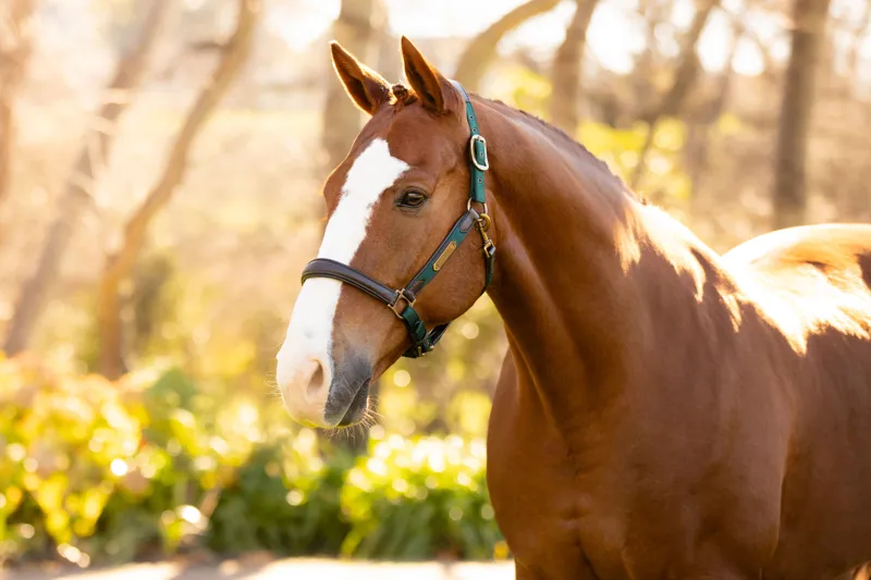 LeMieux Capella Headcollar Spruce 4 LeMieux Capella Headcollar Spruce - Image 2