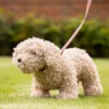 LeMieux Toy Puppy Chester -Equestrian Related it03860 lifestyle toydog cockapoo 2 1